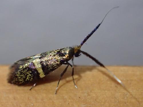 Nemophora associatella